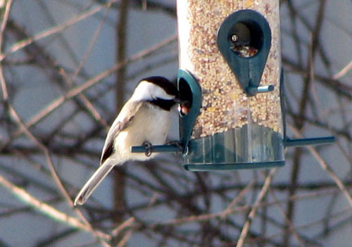 Black-capped Chickadee