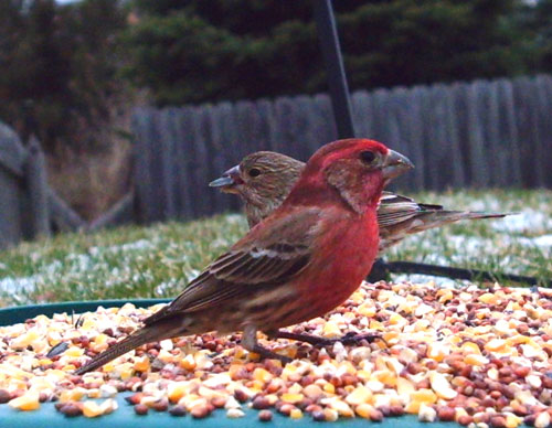 House Finch