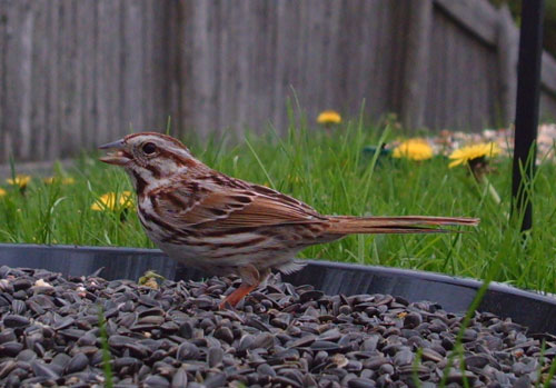 Song Sparrow