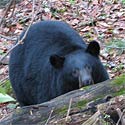 American Black Bear