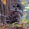 Barred Owl