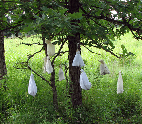Bird bags hanging in a tree