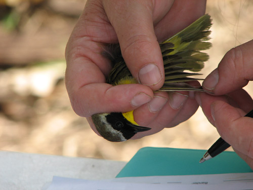 Common Yellowthroat