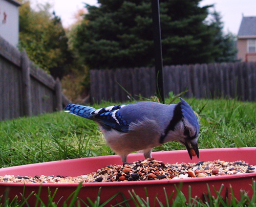 Blue Jay