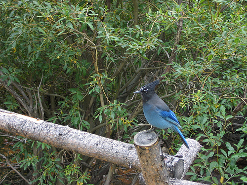 Stellar's Jay