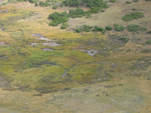 Elk seen from Alpine Visitor Center