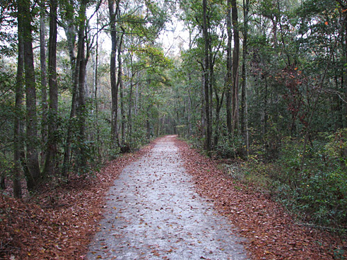 Great Swamp Sanctuary in Walterboro South Carolina