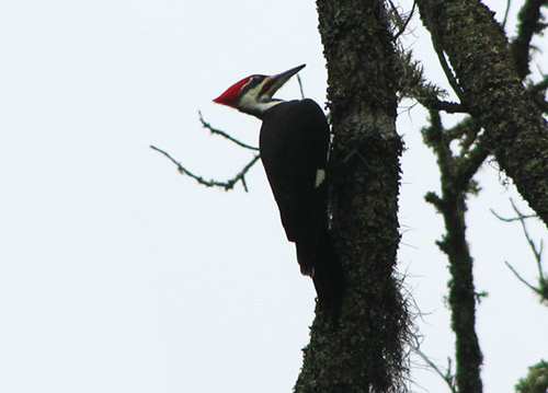 Pileated Woodpecker at Great Swamp Sanctuary
