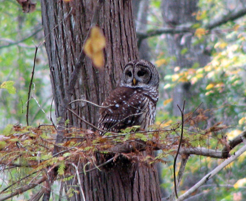 Barred Owl at Great Swamp Sanctuary