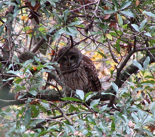 Barred Owl at Great Swamp Sanctuary