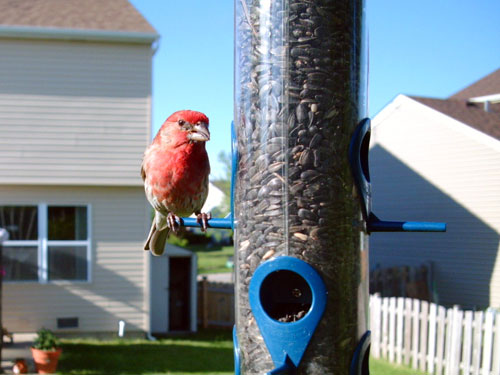 House Finch