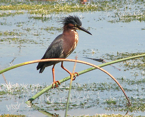 Green Heron