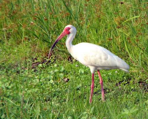 White Ibis