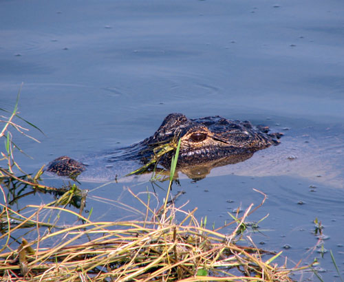 American Alligator at Viera Wetlands