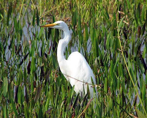 Great White Egret