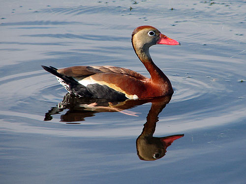 Black-bellied Whistling Duck