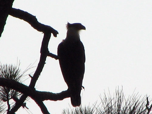 Crested Caracara