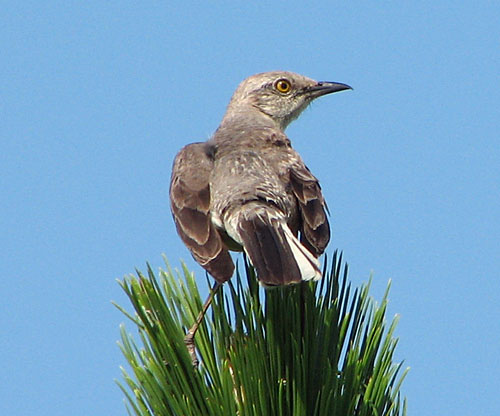 Northern Mockingbird