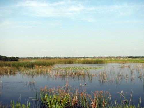 Overview of Viera wetlands