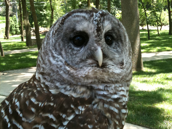 Barred Owl