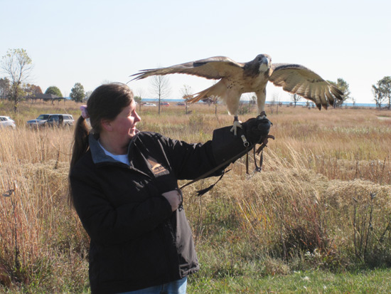 Hawk Watch Open Day