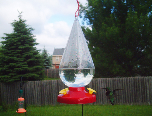 Ruby-throated Hummingbird