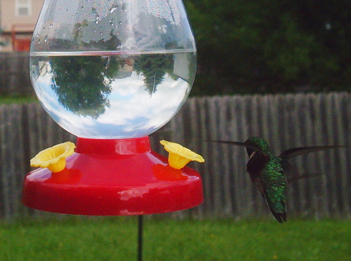 Ruby-throated Hummingbird