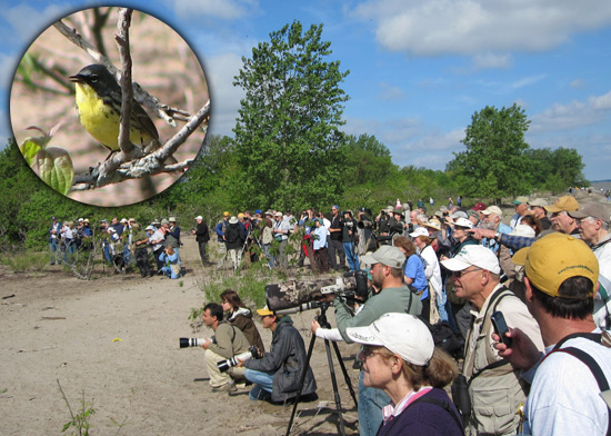 Kirtland's Warbler at Magee Marsh