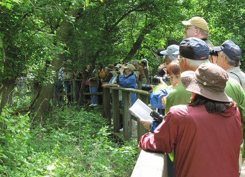 Magee Marsh boardwalk