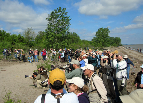 Flock of birders watching the Kirtland's Warbler on the beach near Magee Marsh