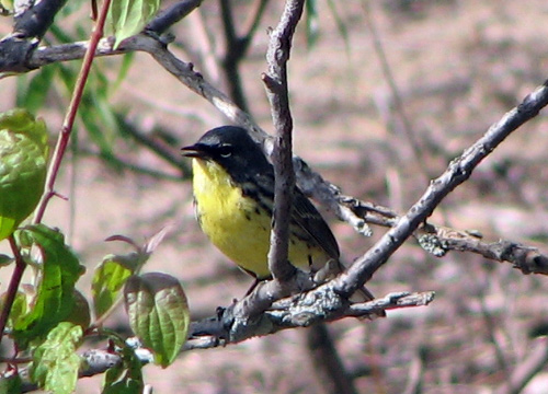 Kirtland's Warbler on the beach near Magee Marsh