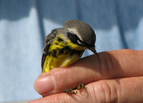 Magnolia Warbler