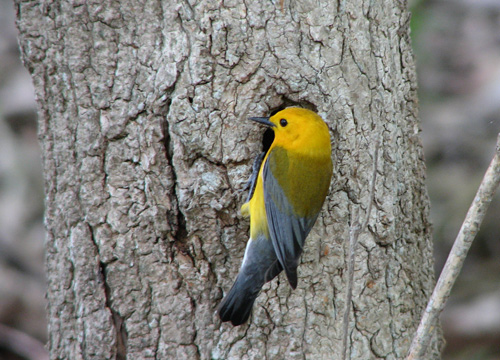 Prothonotary Warbler