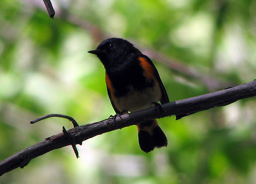 American Redstart