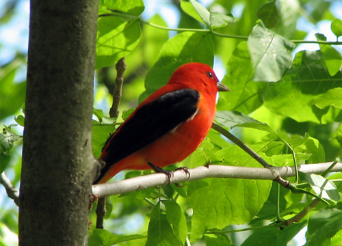 Scarlet Tanager