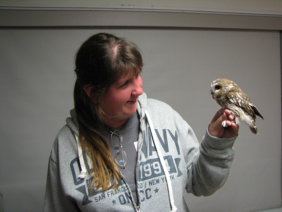 Saw-whet Owl