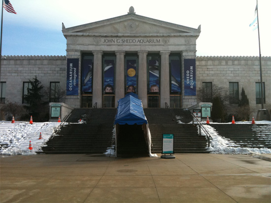 Shedd Aquarium in Chicago