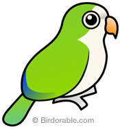 Cute Monk Parakeet