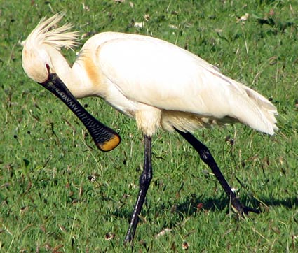 Spoonbill on Texel