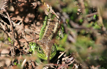 Sand Lizard at Veluwezoom