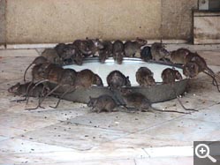  - (1970-01-01&nbsp;2006) - Photo Album Amy and Arthur