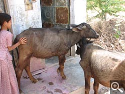  - (1970-01-01&nbsp;2006) - Photo Album Amy and Arthur