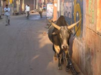 Yash Cafe, Agra, India