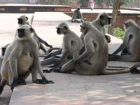 Hanuman Langur monkeys at Akbar's Mausoleum, Agra, India