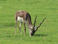 Blackbuck antelopes at Akbar's Mausoleum, Agra, India