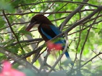 White-throated Kingfisher, Agra, India