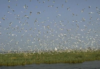 Ruffs / Kemphanen at De Alde Feanen