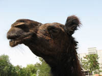 Camel Research Center