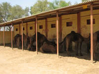 Camel Research Center