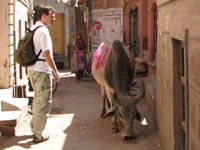 Cows also strolled the streets of Bikaner, Rajasthan, India